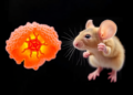 Human and Mouse Adrenal Glands Follow Surprisingly Different Rules of Hormone Production and Renewal