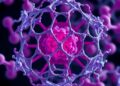 Human sperm nucleus proteasomes revealed through molecular architecture and spatial organization