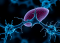 Hunger Hormone Receptor Emerges as Unexpected Lever Against Parasitic Liver Disease