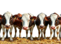 Hybrid AI Model Predicts Heat-Stressed Dairy Cows’ Milk Yields With New Precision