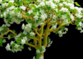 Hybrid Grafting Unlocks the Photosynthetic Secret Behind Supertree Growth in Catalpa
