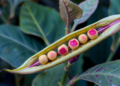 Hyperspectral Imaging and Machine Learning Detect Seed-Borne Virus in Faba Beans Without Damage