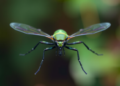 Insect-Inspired Algorithm Promises Smarter, Safer Routing for Wireless Ad Hoc Networks