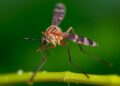Insect-specific viruses discovered in Papua New Guinea Culex mosquitoes
