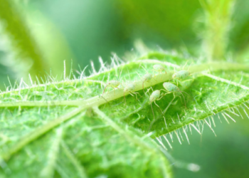 Inside the Silent War Over Plant Sap: How Aphids Outsmart Crop Defenses