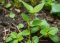 Invasive plant growth shaped by soil microbes and local leaf inputs