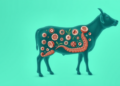 Invisible Organ, Visible Flavor: How Gut Microbes Shape the Quality of Beef and Lamb