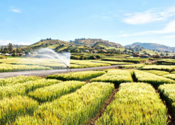 Irrigation, Roads and Cluster Farming Drive Wheat Market Shift in Ethiopia