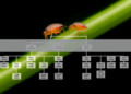 Jumping Plant Lice Genome Study Rewrites the Family Tree of Triozidae