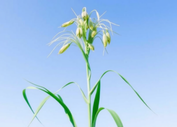 Key Gene Controlling Stem Diameter in Flax Identified by Genome-Wide Study