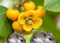 Kochia scoparia fruit extract mitigates cognitive impairment and hippocampal neurotoxicity in mice