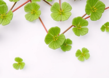 Lab-Grown Gotu Kola Could End the Wild-Harvest Crisis for a Multi-Billion Dollar Skincare Ingredient