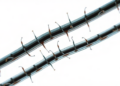 Lanthanum Nanorods Deliver New Drug Candidate That Kills Parasitic Worms