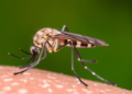 Larval Insecticide Exposure and Warmer Temperatures Reshape West Nile Virus Risk from Culex Mosquitoes