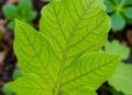 Leaf cutting triggers dynamic flavonoid shifts in Isatis indigotica roots