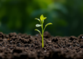Light to Read the Soil: Spectroscopy Moves Toward Rapid Fertility Testing