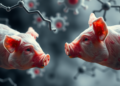 Lipoic acid shields pig livers from iron-driven cell death by rewriting protein tags