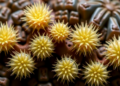 Living Fossil Quillworts Reveal How Mutation and Selection Sculpt Ancient Chloroplast Genomes