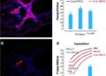 MCM10 drives colorectal cancer progression via m6A-regulated M2 macrophage polarization