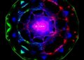 METTL3/YTHDF1-driven SURF6 boosts prostate cancer stemness through CDK4