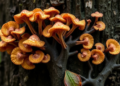 Machine Learning Hunts Down Hidden Gene Switches Across the Fungal Tree of Life
