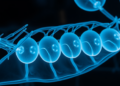 Machine Learning Meets X-Rays to Reveal the Hidden Architecture of Pea Seeds