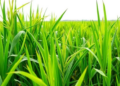 Machine Learning Pinpoints Nitrogen Uptake as Key to Predicting Rice Yields and Cutting Emissions