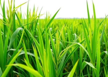 Machine Learning Pinpoints Nitrogen Uptake as Key to Predicting Rice Yields and Cutting Emissions