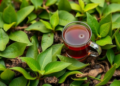 Machine Learning Reads Tea Leaves’ Chemical Fingerprints to Pinpoint Their Mountain Origins