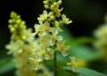 Machine learning optimizes Dendrobium officinale fermentation for enhanced antioxidant activity