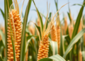 Maize Meristem Genes Offer New Clues to the Molecular Roots of Hybrid Yield