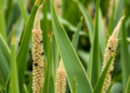 Maize Pan-Genome Reveals Hidden Diversity in Stress-Responsive 4CL Gene Family