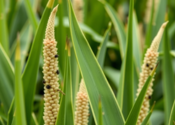 Maize Pan-Genome Reveals Hidden Diversity in Stress-Responsive 4CL Gene Family
