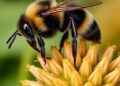 Male bumblebees show greater activity and behavioural flexibility than workers