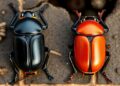 Male burying beetles carry more mites than females, regardless of size.