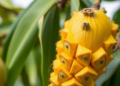 Mango Kernels Turned Into Biodiesel and Hydrogen-Rich Syngas in One Optimized Process