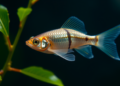 Mangrove Leaf Extract Boosts Anti-Inflammatory Immunity in Zebrafish But Damages Gills at High Doses