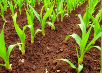 Manure-Tuned Fertilizer Prescriptions Boost Greengram Yields and Soil Life in Indian Alfisols