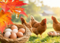 Maple Leaf Extract Shields Egg Production From Oxidative Stress