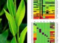 Mapping cell-type-specific co-expressed transcription factors in soybean