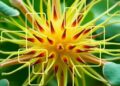 Mapping the Dynamic Plant Interactome: New Quantitative In Vivo Approaches Emerge