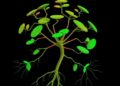 Mapping transcription factors that drive root nodule development