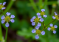 Meadow Rue Genus Shows Drug Promise, but Review Finds Evidence Gaps
