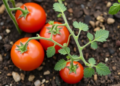 Melatonin-Soaked Seeds Help Tomato Seedlings Fight Cadmium and Drought