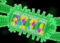 Membrane orientation drives GAPR-1 oligomerization enabling beclin 1 interaction