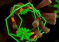 Metabolomics reveals how tubuloside A inhibits Streptococcus suis biofilms