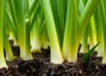 Metagenomics Reveals How Fertilization Shapes Leek Rhizosphere Microbes