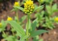 Methyl jasmonate metabolomic biomarkers reveal heat stress tolerance in mustard