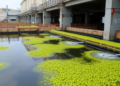Microalgae Turn Tannery Wastewater Into Clean Water and Valuable Fatty Acids