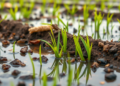 Microbes hold the key to healthier paddy soils, review finds